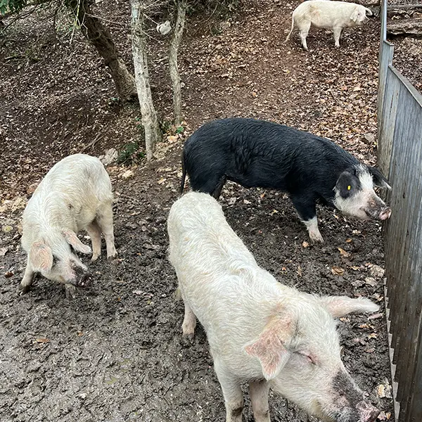 pork-family
